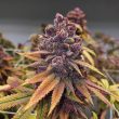 Red Kachina Female Weed Seeds by Conscious Genetics