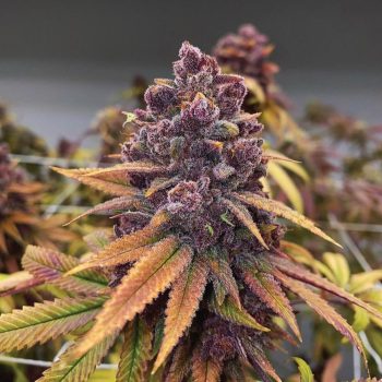 Red Kachina Female Weed Seeds by Conscious Genetics