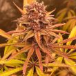 conscious-genetics-red-kachina-v2-cannabis-seeds