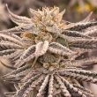 conscious-genetics-cannabis-zapplez-strain