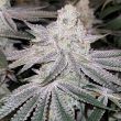 conscious-genetics-cannabis-zapplez-strain