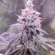 conscious-kush-v3-weed-conscious-genetics