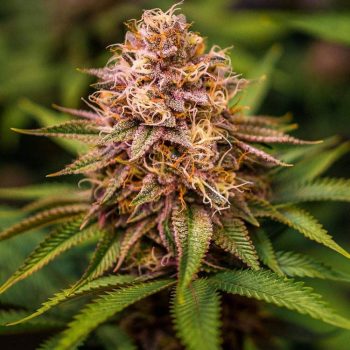 Conscious Kush V3 Female Weed Seeds by Conscious Genetics