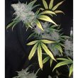 night-owl-cookies-n-creamix-autoflowering-cannabis-seeds