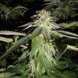 Corleone Kush Cannabis Seeds by The Cali Connection