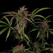 creme-de-la-compton-night-owl-seeds-autos