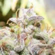 creme-de-la-compton-night-owl-seeds-autos