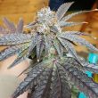 crimson-cookies-regular-seeds-true-canna-genetics