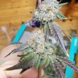 crimson-cookies-regular-seeds-true-canna-genetics