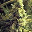 critical-hog-feminized-cannabis-thsseeds