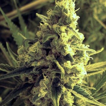 Critical Hog Feminized Cannabis Seeds by T.H.Seeds