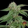 crockett-family-farms-crocketts-confidential