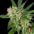 crockett-family-farms-sour-banana-sherbet