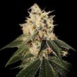 crockett-family-farms-sour-juice