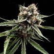 crockett-family-farms-sour-strawberries