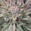 crypto-cannabis-seeds-mosca