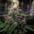 cannabis-seeds-by-dampkring 1