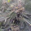 dank-genetics—dank-sherbert-thumb