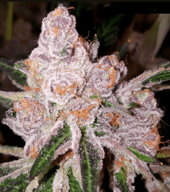 Purple Sunset Female Cannabis Seeds By Dank Genetics