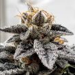dank-genetics—sour-dosidos