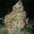 dank-n-later-female-cannabis-seed-dank-genetics
