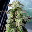 holy-smoke-dark-coffee-cannabis-feminised-seeds_1
