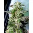holy-smoke-dark-coffee-cannabis-feminised-seeds_1
