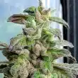 holy-smoke-dark-coffee-cannabis-feminised-seeds_1