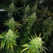 dark-horse-genetics-roid-rage-trimmed