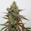 dark-shadow-haze-regular-cannabis-seed-raradankess