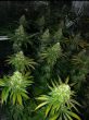 dark-horse-genetics-roid-rage-trimmed