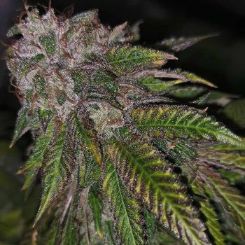 Dirty Kuntz Female Cannabis Seeds by Pheno Finders Seeds