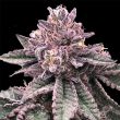 dna-cake-feminized-weed-seeds