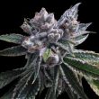 El Fuego Auto Flowering Cannabis Seeds by DNA Genetics