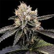 dna-genetics-cataract-cake-feminized-weed-seed