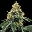 dna-genetics-kosher-dawg_2_1