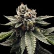 dna-genetics-kosher-dawg_2_1