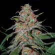 dna-genetics-lemon-skunk