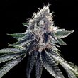 dna-genetics-sour-kosher
