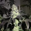 do_z_dos_by_phenofinder_seeds