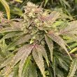 dranoz-regular-weed-seed-dark-horse-genetics