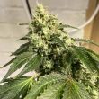 dranoz-regular-weed-seed-dark-horse-genetics