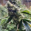 dranoz-regular-weed-seed-dark-horse-genetics