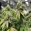 dranoz-regular-weed-seed-dark-horse-genetics