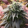 Dumpster Fire Cannabis Seeds by Emerald Mountain Legacy