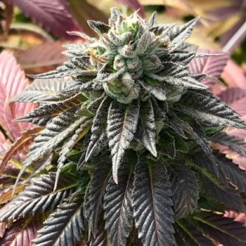 Dumpster Fire Cannabis Seeds by Emerald Mountain Legacy