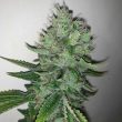 East Coast Sour Peach Regular Weed Seeds by Spitfire Genetics