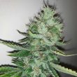 east-coast-sour-peach-cannabis-weed-seed-spitfire-genetics