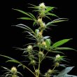 cannabis-seeds-by-dampkring 1