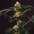 cannabis-seeds-by-dampkring 1